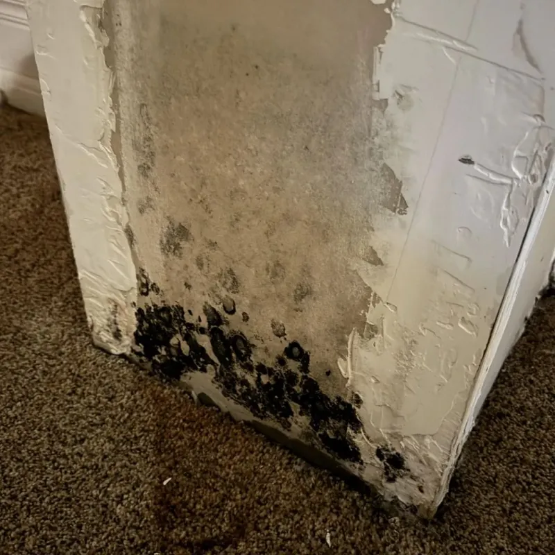 Professional Mold Removal in Conway, MA